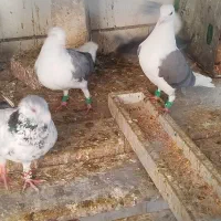 جوجه پشتی|پرنده|شیراز, کوشک میدان|دیوار