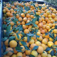 تامسون درجه یک|عمده‌فروشی|گرگان, |دیوار