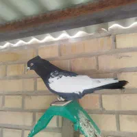 سینه سیاه نر یال دار پرشی