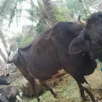 فروش دوراس گاو با گوساله هلشتاین هشت ماه