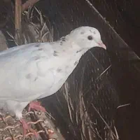 کفتر جو جه ملقی|پرنده|مشهد, کارده|دیوار