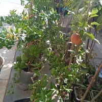 نهال و گل ،آپارتمانی،  کود ، درخت