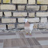 کبوتر طوقی ماده