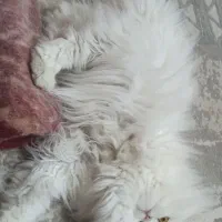 گربه پرشین نر سفید|گربه|کاشمر, |دیوار