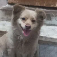 فروش دو عدد سگ|سگ|بم, |دیوار