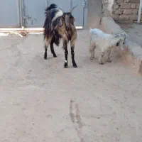 بز میش