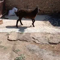 گوسفند بره ماده