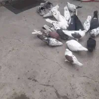 فروش کبوتر