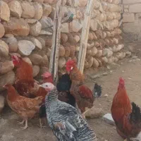 خروس|حیوانات مزرعه|رباط‌کریم, رباط‌کریم|دیوار