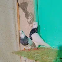 جفت طوقی زرین سیاه