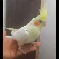 یک جفت عروس هلندی