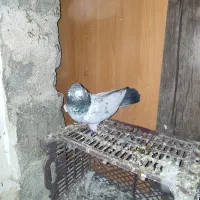 کبوتر|پرنده|چمران, |دیوار