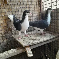 یک جفت خوشرنگ مغلف