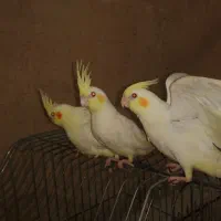 عروس هلندی