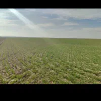 اجاره زمین زراعی دیم