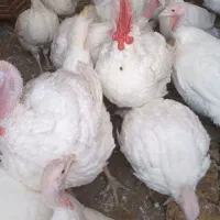 بقلمون