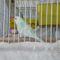 مرغ عشق|پرنده|قدس, شهرقدس|دیوار