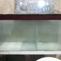 ۲۰ عدد بچه فلاورباکس دونه ای ۱۰ تومن|ماهی|مشهد, گوهرشاد|دیوار