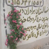 نهال وگل|گل و گیاه طبیعی|بجنورد, |دیوار