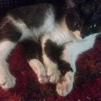 واگذاری 4عدد بچه گربه 2ماهه|گربه|کرمانشاه, |دیوار