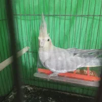 عروسی هلند. نر