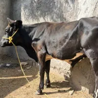 گاو نر نژاد دار