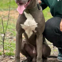 توله پیتبول