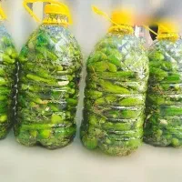 خیارشور