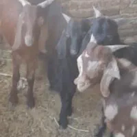 بزغاله دورگ محلی پاکستانی