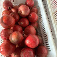 انار سردخانه