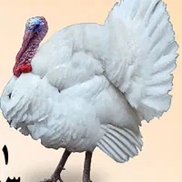 قروش بوقلمون زنده کلی و جزئی