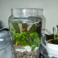 ماهی فایتر . تنگ به همراه گیاه طبیعی (پلنت)|ماهی|قم, چهل درخت‎|دیوار