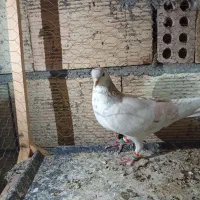 کبوتر کفتر ساده