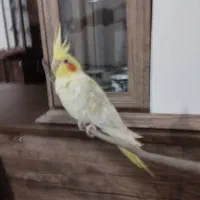 عروس هلندی|پرنده|لیسار, |دیوار