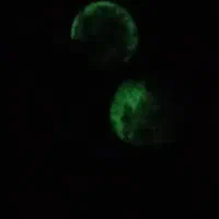 سنگ عتیقه|کلکسیون اشیاء عتیقه|چهاردانگه (تهران), |دیوار