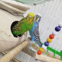 مرغ عشق جفت