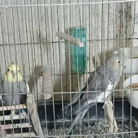 ۳ عدد عروس هلندی سخنگو
