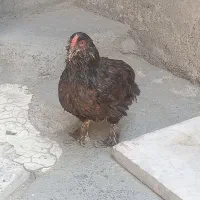 مرغ مشکی چهل تاج پاپری
