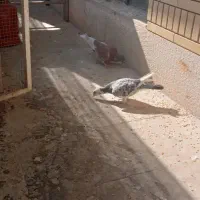 کفتر کبوتر|پرنده|شیراز, صاحب الزمان|دیوار