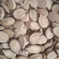 تخمه هندوانه