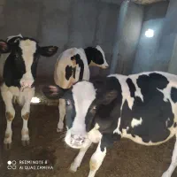 فروش 3راس گوساله نر