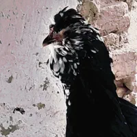 گلین تخم نطفه دار جوجه|حیوانات مزرعه|شیراز, پودنک|دیوار