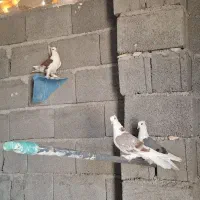 کبوتر بوشهری|پرنده|خورموج, |دیوار
