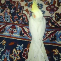 پرنده عروس هلندی نر