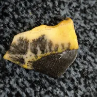 شجر|کلکسیون اشیاء عتیقه|برازجان, |دیوار