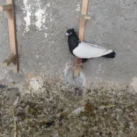 ماده‌سینه‌سیاه