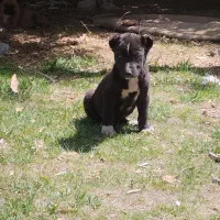 سگ معاوضه باکفتر