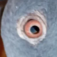 سبز پلاکی ماده درجه یک|پرنده|سبزوار, قصبه شرقی|دیوار