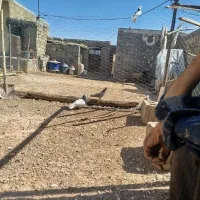 طوقی|پرنده|دهگلان, |دیوار