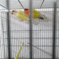 کوتوله برزیلی|پرنده|نی‌ریز, |دیوار